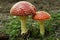 Fly-agaric (Amanita muscaria) in pinewood