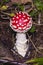 Fly agaric, Amanita muscaria poisonous fungus with red cap in forest macro, selective focus, shallow DOF