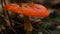 Fly agaric amanita muscaria poisonous mushroom in autumn scenery. Beautiful dangerous but useful in microdosing red