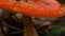 Fly agaric amanita muscaria poisonous mushroom in autumn scenery. Beautiful dangerous but useful in microdosing red