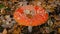 Fly agaric amanita muscaria poisonous mushroom in autumn scenery. Beautiful dangerous but useful in microdosing red