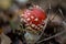 Fly Agaric Amanita muscaria in a woodland setting