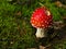 Fly agaric amanita mushroom