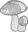 Fly agaric. Amanita. Poison mushroom ink drawing. Vector illustr