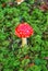 Fly agaric Amanita toxic mushroom