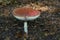 Fly Agaric amidst leaves on the forest floor