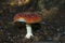 Fly Agaric amidst leaves on the forest floor