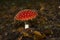 Fly Agaric amidst leaves on the forest floor