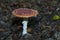 Fly Agaric amidst leaves on the forest floor