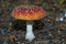 Fly Agaric amidst leaves on the forest floor