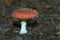 Fly Agaric amidst leaves on the forest floor