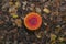 Fly Agaric amidst leaves seen from high angle