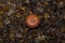 Fly Agaric amidst leaves seen from high angle