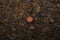 Fly Agaric amidst leaves seen from high angle