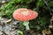 Fly agaric in the autumn forest.