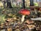 Fly agaric in autumn forest close up, poisonous mushroom