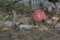 Fly agaric behind of the birch branch. crimson and pictureque