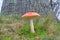 Fly agaric in city roadside