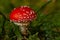 Fly agaric closeup in the forest