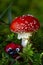 Fly agaric closeup in the forest with ladybug figure lying beneath