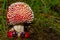 Fly agaric closeup in the forest with ladybugs