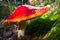 Fly agaric closeup in the forest. Large open