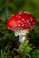 Fly agaric closeup in the forest with light ray