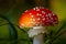 Fly agaric closeup with light ray