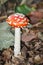Fly agaric among dead leaves