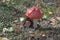 fly agaric, easily recognizable mushroom on the sunny glade, among the leaves of wild strawberry. picturesque couple with spotted