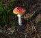 The fly agaric or fly amanita