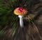 The fly agaric or fly amanita