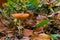 The fly agaric or fly amanita, is a basidiomycete of the genus Amanita. It is also a muscimol mushroom seen in Zutendaal