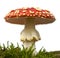 Fly agaric or fly Amanita mushroom