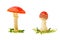 Fly agaric or fly Amanita mushroom on a white background