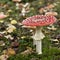 Fly agaric or fly Amanita mushrooms