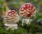 Fly agaric or fly Amanita mushrooms