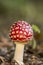 Fly agaric, fly amanita, scientific name is Amanita muscaria
