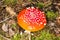 Fly agaric, fly amanita, scientific name is Amanita muscaria