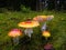 Fly agaric in forest