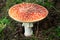 Fly Agaric In Forest