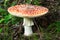 Fly Agaric In Forest