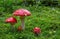 Fly-agaric in forest .