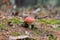 Fly-agaric in forest (Amanita poisonous mushroom)