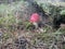 a fly agaric on forest floor