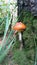 Fly agaric in the forest among the moss