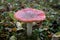 Fly agaric, forest mushroom in autumn day. Dangerous