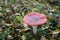 Fly agaric, forest mushroom in autumn day. Dangerous