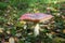 Fly agaric, forest mushroom in autumn day. Dangerous