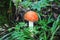 Fly agaric in the forest-mushroom with red hat